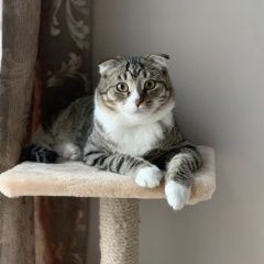 Подробнее об объявлении «Москва Пропал кот. и мо» Фото: пропала кошка  «Москва Пропал кот. и мо» в г. Москва