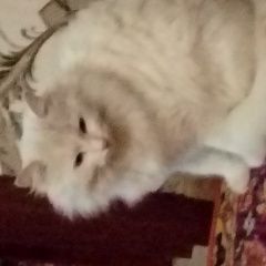 Подробнее об объявлении «Пропал кот Ростов-на-Дону» Фото: пропала кошка  «Пропал кот Ростов-на-Дону» в г. Ростов-на-Дону