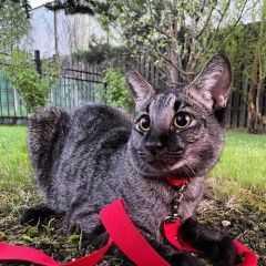 Подробнее об объявлении «Москва Пропал кот чаузи» Фото: пропала кошка  «Москва Пропал кот чаузи» в г. Москва