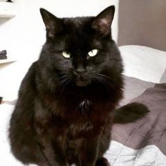 Подробнее об объявлении «Пропал кот черный кот в синем ошейнике Санкт-Петербург» Фото: пропала кошка  «Пропал кот черный кот в синем ошейнике...» в г. Санкт-Петербург
