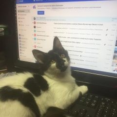 Подробнее об объявлении «Москва Пропала кошка южное бутово» Фото: пропала кошка  «Москва Пропала кошка южное бутово» в г. Москва