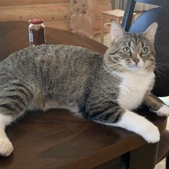 Подробнее об объявлении «Истра Пропал кот по кличке август.» Фото: пропала кошка  «Истра Пропал кот по кличке август.» в г. Истра