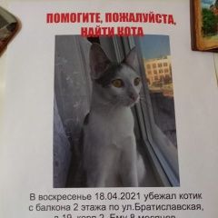 Подробнее об объявлении «Москва Пропал кот молодой котик.» Фото: пропала кошка  «Москва Пропал кот молодой котик.» в г. Москва