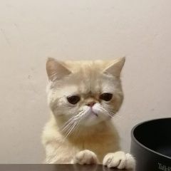 Подробнее об объявлении «Пропала кошка экзот Балашиха» Фото: пропала кошка  «Пропала кошка экзот Балашиха» в г. Балашиха