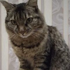 Подробнее об объявлении «Хабаровск Пропал кот 22.04 -.» Фото: пропала кошка  «Хабаровск Пропал кот 22.04 -.» в г. Хабаровск