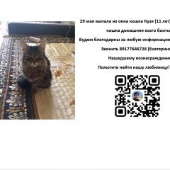 Подробнее об объявлении «Пропала кошка кузя Уфа» Фото: пропала кошка  «Пропала кошка кузя Уфа» в г. Уфа