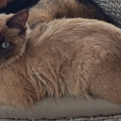 Подробнее об объявлении «Мытищи Пропал кот - сиамец в д. новосельцево» Фото: пропала кошка Сиамская кошка «Мытищи Пропал кот - сиамец в д. новосельцево» в г. Мытищи