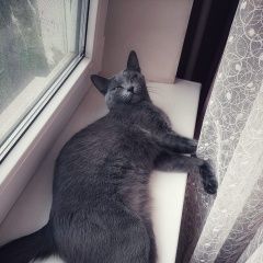 Подробнее об объявлении «Пропала кошка в районе мысхако Новороссийск» Фото: пропала кошка Русская голубая кошка «Пропала кошка в районе мысхако Новороссийск» в г. Новороссийск