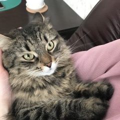 Подробнее об объявлении «Пропала кошка Палкино» Фото: пропала кошка  «Пропала кошка Палкино» в г. Палкино