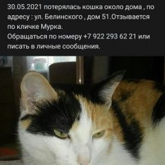 Подробнее об объявлении «Сухой Лог Пропала кошка» Фото: пропала кошка  «Сухой Лог Пропала кошка» в г. Сухой Лог