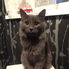 Подробнее об объявлении «Пропал кот на ул мраморной Подольск» Фото: пропала кошка Неаполитанский мастиф «Пропал кот на ул мраморной Подольск» в г. Подольск