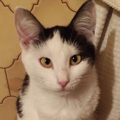 Подробнее об объявлении «Москва Пропала кошка» Фото: пропала кошка  «Москва Пропала кошка» в г. Москва