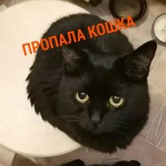 Подробнее об объявлении «Москва Пропала кошка» Фото: пропала кошка  «Москва Пропала кошка» в г. Москва
