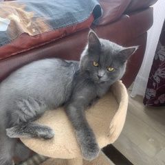 Подробнее об объявлении «Обнинск Пропала кошка» Фото: пропала кошка  «Обнинск Пропала кошка» в г. Обнинск