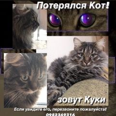 Подробнее об объявлении «Кривой Рог Пропал кот, зовут куки, 3, 5 года» Фото: пропала кошка  «Кривой Рог Пропал кот, зовут куки, 3, 5 года» в г. Кривой Рог