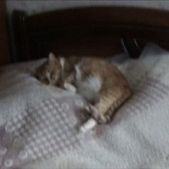 Подробнее об объявлении «Пропала кошка Смоленск» Фото: пропала кошка  «Пропала кошка Смоленск» в г. Смоленск