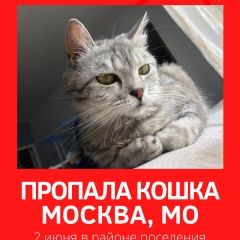 Подробнее об объявлении «Москва Пропала кошка пос. московский» Фото: пропала кошка Британская длинношерстная кошка «Москва Пропала кошка пос. московский» в г. Москва