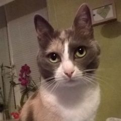 Подробнее об объявлении «Пропала кошка Дмитров» Фото: пропала кошка  «Пропала кошка Дмитров» в г. Дмитров