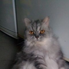 Подробнее об объявлении «Екатеринбург Пропал кот» Фото: пропала кошка  «Екатеринбург Пропал кот» в г. Екатеринбург