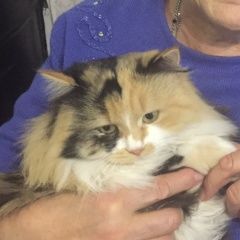 Подробнее об объявлении «Витебск Пропала кошка фрося» Фото: пропала кошка  «Витебск Пропала кошка фрося» в г. Витебск