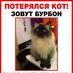 Подробнее об объявлении «Октябрьский (Московская обл.) Пропал кот в деревне островцы ул подмосковна» Фото: пропала кошка  «Октябрьский (Московская обл.) Пропал кот в...» в г. Октябрьский (Московская обл.)