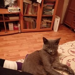Подробнее об объявлении «Пропал кот Уфа» Фото: пропала кошка  «Пропал кот Уфа» в г. Уфа
