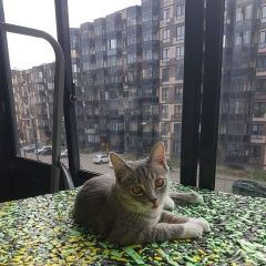 Подробнее об объявлении «Пропал кот на ильинском пляже Можайск» Фото: пропала кошка  «Пропал кот на ильинском пляже Можайск» в г. Можайск