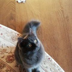 Подробнее об объявлении «Чехов Пропала кошка фрося» Фото: пропала кошка  «Чехов Пропала кошка фрося» в г. Чехов