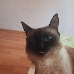 Подробнее об объявлении «Красноярск Пропала кошка» Фото: пропала кошка Тайская кошка «Красноярск Пропала кошка» в г. Красноярск