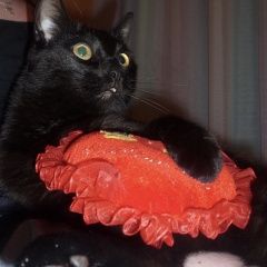 Подробнее об объявлении «Набережные Челны Пропал кот дачный район восход 1» Фото: пропала кошка  «Набережные Челны Пропал кот дачный район восход 1» в г. Набережные Челны