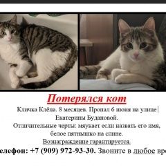 Подробнее об объявлении «Москва Пропал кот» Фото: пропала кошка  «Москва Пропал кот» в г. Москва