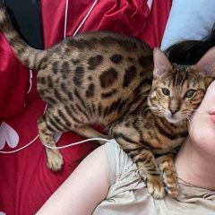 Подробнее об объявлении «Москва Пропал кот» Фото: пропала кошка Бенгальская кошка «Москва Пропал кот» в г. Москва