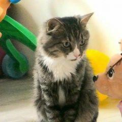 Подробнее об объявлении «Москва Пропал кот юзао» Фото: пропала кошка  «Москва Пропал кот юзао» в г. Москва