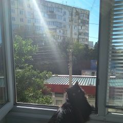 Подробнее об объявлении «Пропал кот черный кот Симферополь» Фото: пропала кошка  «Пропал кот черный кот Симферополь» в г. Симферополь