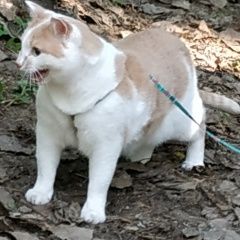 Подробнее об объявлении «Пропал кот sos Пермь» Фото: пропала кошка  «Пропал кот sos Пермь» в г. Пермь