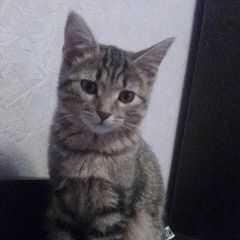 Подробнее об объявлении «Москва Пропала кошка» Фото: пропала кошка  «Москва Пропала кошка» в г. Москва