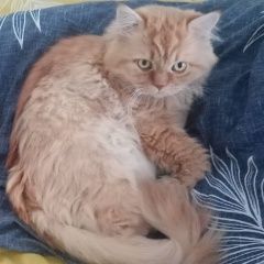 Подробнее об объявлении «Пропал кот Санкт-Петербург» Фото: пропала кошка  «Пропал кот Санкт-Петербург» в г. Санкт-Петербург