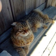 Подробнее об объявлении «Пропал кот срочно Курган» Фото: пропала кошка  «Пропал кот срочно Курган» в г. Курган