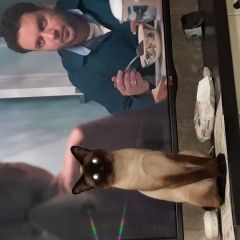 Подробнее об объявлении «Нижний Новгород Пропал кот» Фото: пропала кошка  «Нижний Новгород Пропал кот» в г. Нижний Новгород