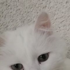 Подробнее об объявлении «Пропала кошка Оренбург» Фото: пропала кошка  «Пропала кошка Оренбург» в г. Оренбург