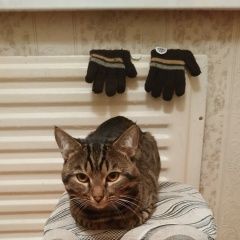 Подробнее об объявлении «Пермь Пропал кот» Фото: пропала кошка  «Пермь Пропал кот» в г. Пермь
