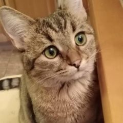 Подробнее об объявлении «Пропала кошка Москва» Фото: пропала кошка  «Пропала кошка Москва» в г. Москва