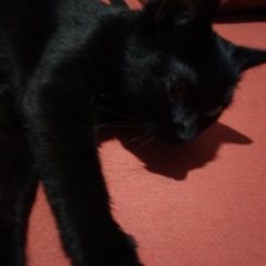 Подробнее об объявлении «Обнинск Пропала кошка» Фото: пропала кошка  «Обнинск Пропала кошка» в г. Обнинск