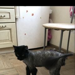 Подробнее об объявлении «Мытищи Пропал кот ик» Фото: пропала кошка  «Мытищи Пропал кот ик» в г. Мытищи