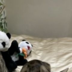 Подробнее об объявлении «Обнинск Пропал кот» Фото: пропала кошка  «Обнинск Пропал кот» в г. Обнинск