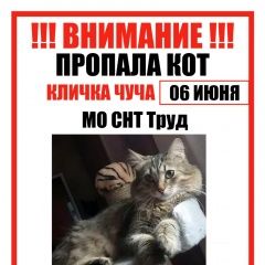 Подробнее об объявлении «Пропал кот чуп. Москва» Фото: пропала кошка  «Пропал кот чуп. Москва» в г. Москва