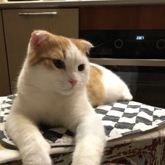 Подробнее об объявлении «Липецк Пропал кот» Фото: пропала кошка  «Липецк Пропал кот» в г. Липецк