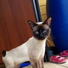 Подробнее об объявлении «Нижний Новгород Пропал кот» Фото: пропала кошка  «Нижний Новгород Пропал кот» в г. Нижний Новгород