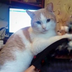 Подробнее об объявлении «Пропал кот Санкт-Петербург» Фото: пропала кошка  «Пропал кот Санкт-Петербург» в г. Санкт-Петербург