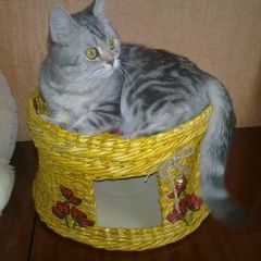 Подробнее об объявлении «Воронеж Пропала кошка» Фото: пропала кошка  «Воронеж Пропала кошка» в г. Воронеж